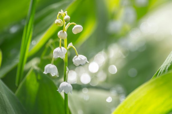 Pompa Air Celup untuk Mengalirkan Air ke Lily of the Valley