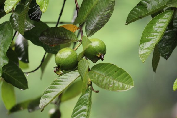 Cara Memilih Pompa Tenaga Surya untuk Irigasi Jambu Biji yang Optimal