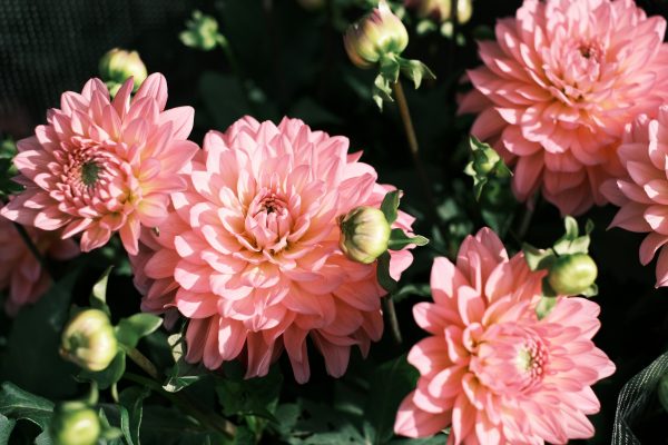 Pompa Air Celup untuk Pengairan Dahlia Saat Kemarau