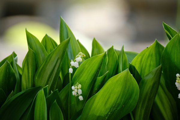 Kesalahan Frekuensi Pompa Air Celup untuk Lily Valley