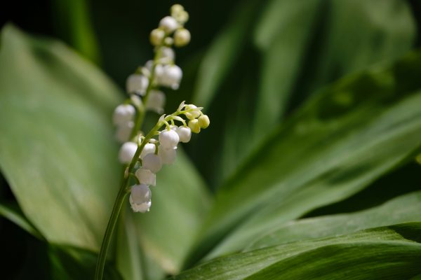 Kesalahan Selang Pompa Air Celup untuk Lily Valley