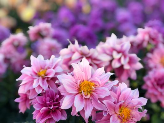 Pompa Air Celup untuk Menjaga Kelembapan Media Dahlia