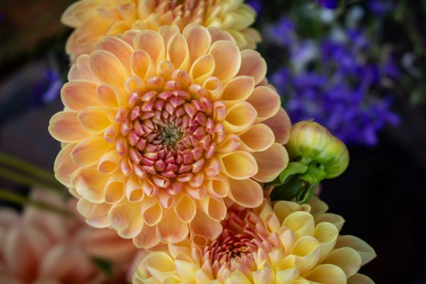 Perawatan Pompa Air Celup untuk Kebun Bunga Dahlia